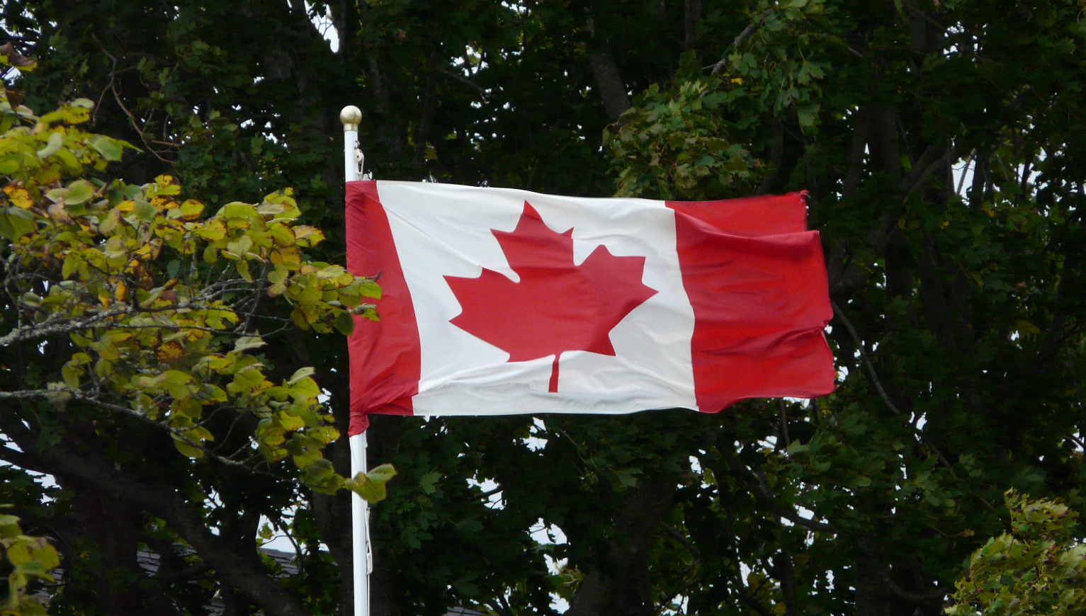 加拿大联邦自雇移民客户获得体检表